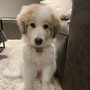 Meet your Posher, Angela